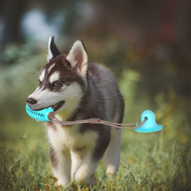 Biting Toy for Dogs - Image 5