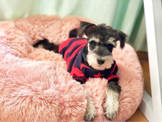 Pet's Round Shaped Fluffy Bed - Image 3