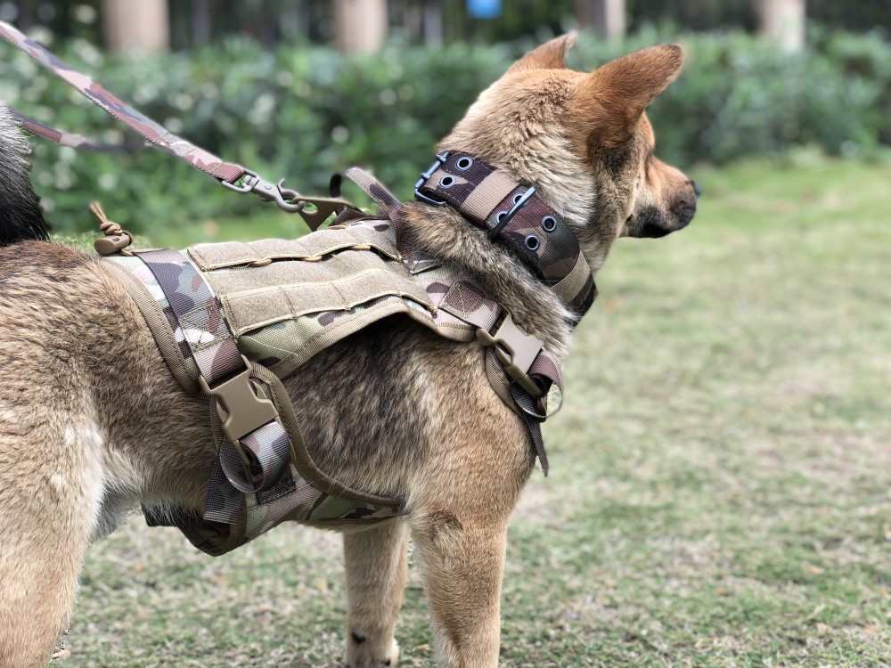 Dog Harness and Leash Set With Nylon Handle