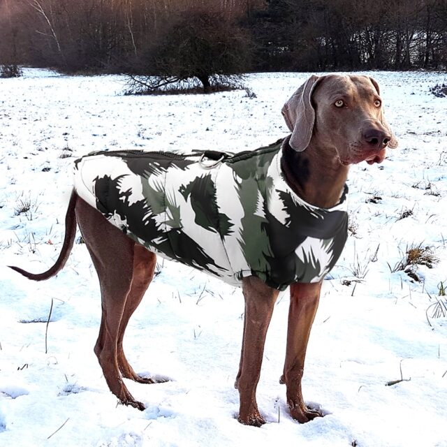 Waterproof Winter Dog Vest - Image 5