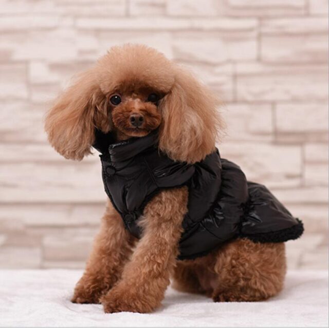 New Warm Down Coat for Dogs - Image 4